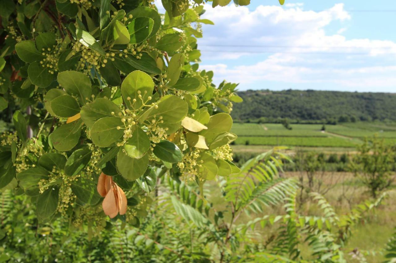 Vila Flora Sečovlje Εξωτερικό φωτογραφία